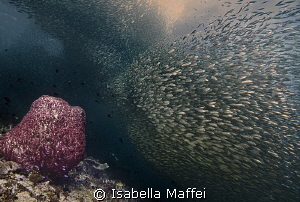 "SILVER RIVER" by Isabella Maffei 